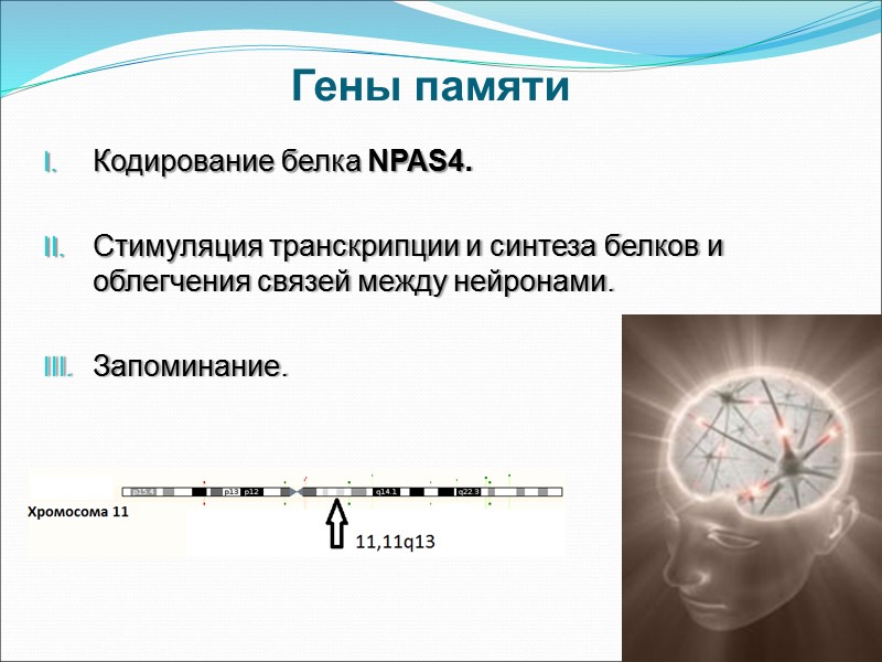 Гены памяти Кодирование белка NPAS4.  Стимуляция транскрипции и синтеза белков и облегчения связей